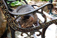 Animaux > Animaux divers > Vu de loin, le chat pourrait se confondre avec le banc