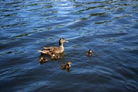 Animaux > Animaux divers > Des canards dans le port de Roanne