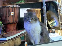 Animaux > Animaux divers > Un chat musicien :)