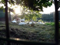 Animaux > Animaux divers