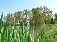 Etang du Planil à Saint-Laurent d'Agny Etang du Planil à Saint-Laurent d'Agny