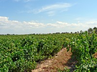 Voyages - Séjours > Nîmes-Uzès - Septembre 2005