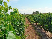 Voyages - Séjours > Nîmes-Uzès - Septembre 2005
