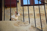 Voyages - Séjours > Périgord - Mai 2009 > Un chat périgourdin