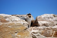 Voyages - Séjours > Cap Corse - Mai 2010 > Un chat de Saint-Florent