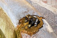 Voyages - Séjours > Cap Corse - Mai 2010 > Une grenouille alimentant une fontaine à Saint-Florent