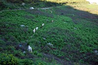 Voyages - Séjours > Cap Corse - Mai 2010 > Des vaches au col de Teghime