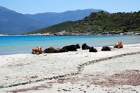 Voyages - Séjours > Cap Corse - Mai 2010 > Des vaches sur la plage de Saleccia
