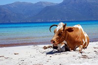 Voyages - Séjours > Cap Corse - Mai 2010 > Une vache sur la plage de Saleccia