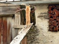 Voyages - Séjours > Alpes > Les Orres et Saint-Véran - Juillet 2006