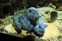 Voyages - Séjours > Charente Maritime > La Rochelle > Aquarium de La Rochelle