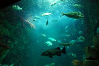 Voyages - Séjours > Charente Maritime > La Rochelle > Aquarium de La Rochelle