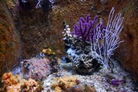 Voyages - Séjours > Charente Maritime > La Rochelle > Aquarium de La Rochelle