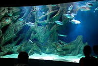 Voyages - Séjours > Charente Maritime > La Rochelle > Aquarium de La Rochelle