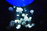 Voyages - Séjours > Charente Maritime > La Rochelle > Aquarium de La Rochelle