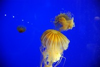 Voyages - Séjours > Charente Maritime > La Rochelle > Aquarium de La Rochelle