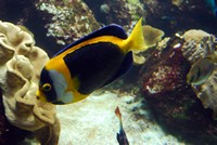 Voyages - Séjours > Charente Maritime > La Rochelle > Aquarium de La Rochelle