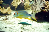 Voyages - Séjours > Charente Maritime > La Rochelle > Aquarium de La Rochelle