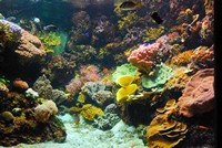 Voyages - Séjours > Charente Maritime > La Rochelle > Aquarium de La Rochelle