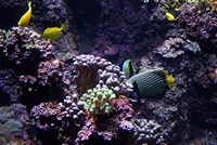 Voyages - Séjours > Charente Maritime > La Rochelle > Aquarium de La Rochelle
