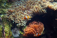 Voyages - Séjours > Charente Maritime > La Rochelle > Aquarium de La Rochelle