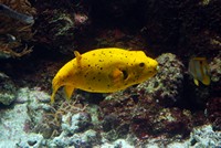 Voyages - Séjours > Charente Maritime > La Rochelle > Aquarium de La Rochelle