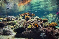 Voyages - Séjours > Charente Maritime > La Rochelle > Aquarium de La Rochelle