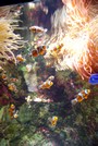 Voyages - Séjours > Charente Maritime > La Rochelle > Aquarium de La Rochelle