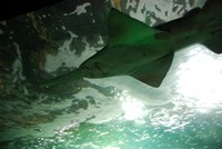 Voyages - Séjours > Charente Maritime > La Rochelle > Aquarium de La Rochelle